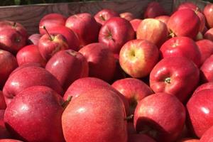 apple